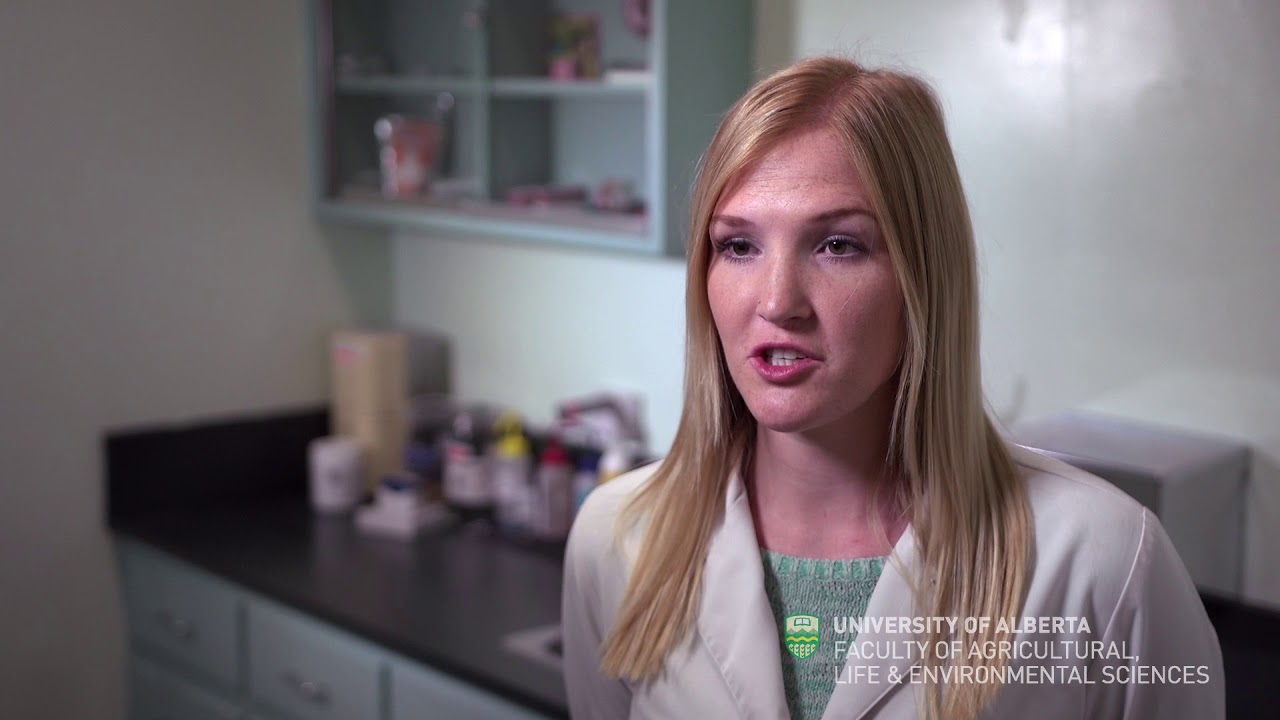 Preparing for a veterinary career