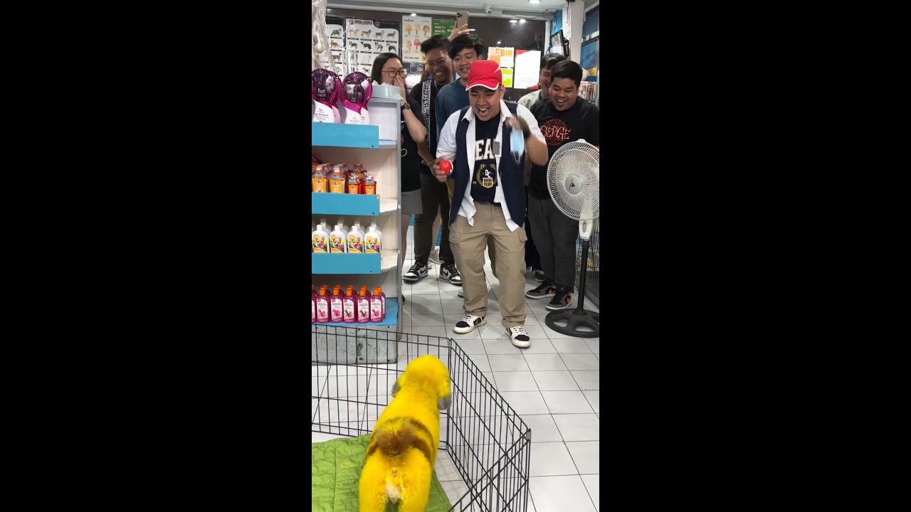 PIKACHU PRANK OR SURPRISE?