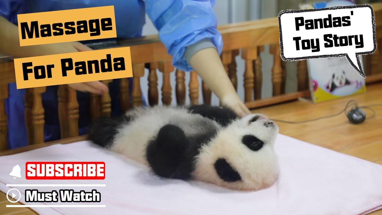 How To Become A Massage Therapist For Panda | iPanda