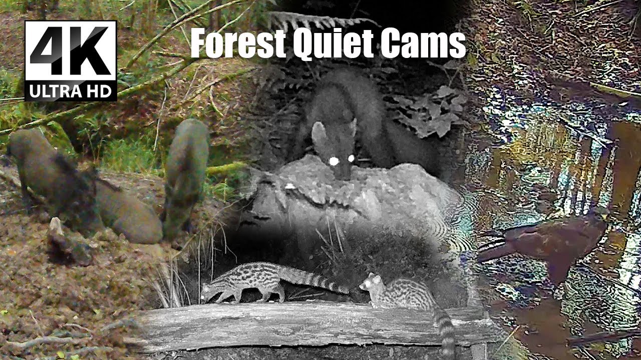 A Forest Full of Night Visitors | Boars, Foxes & Hidden Hunters