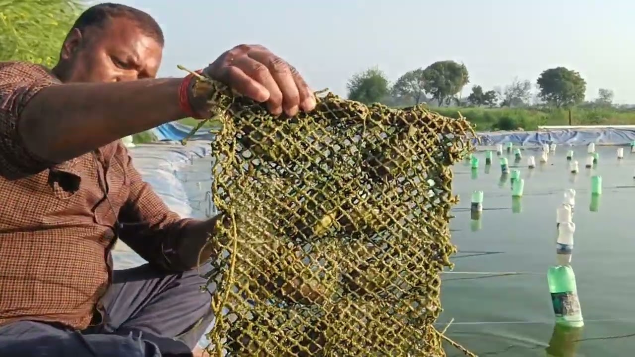 #pearfarming#pearls#pearlcultivation 