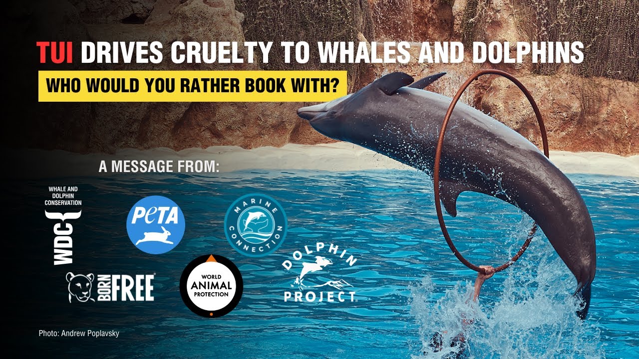 Who Would You Rather Book With? | Whale and Dolphin Conservation