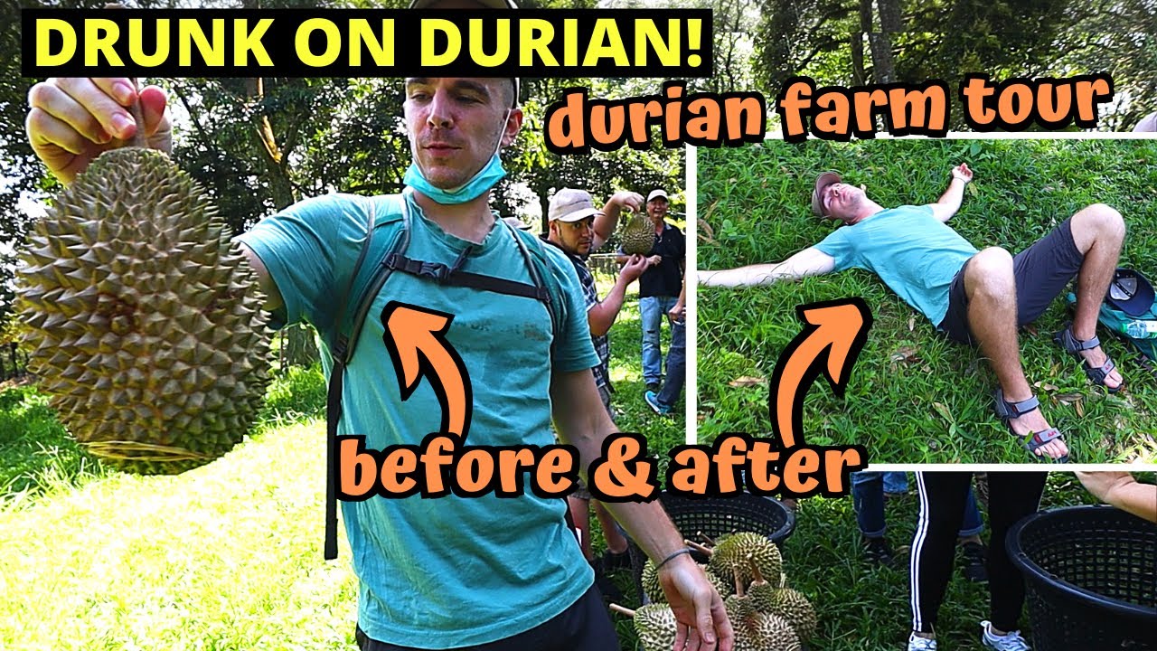 DURIAN HEAVEN in Malaysia! MUSANG KING Durian Farm in Raub, Pahang, Malaysia - WORLD'S BEST DURIAN!