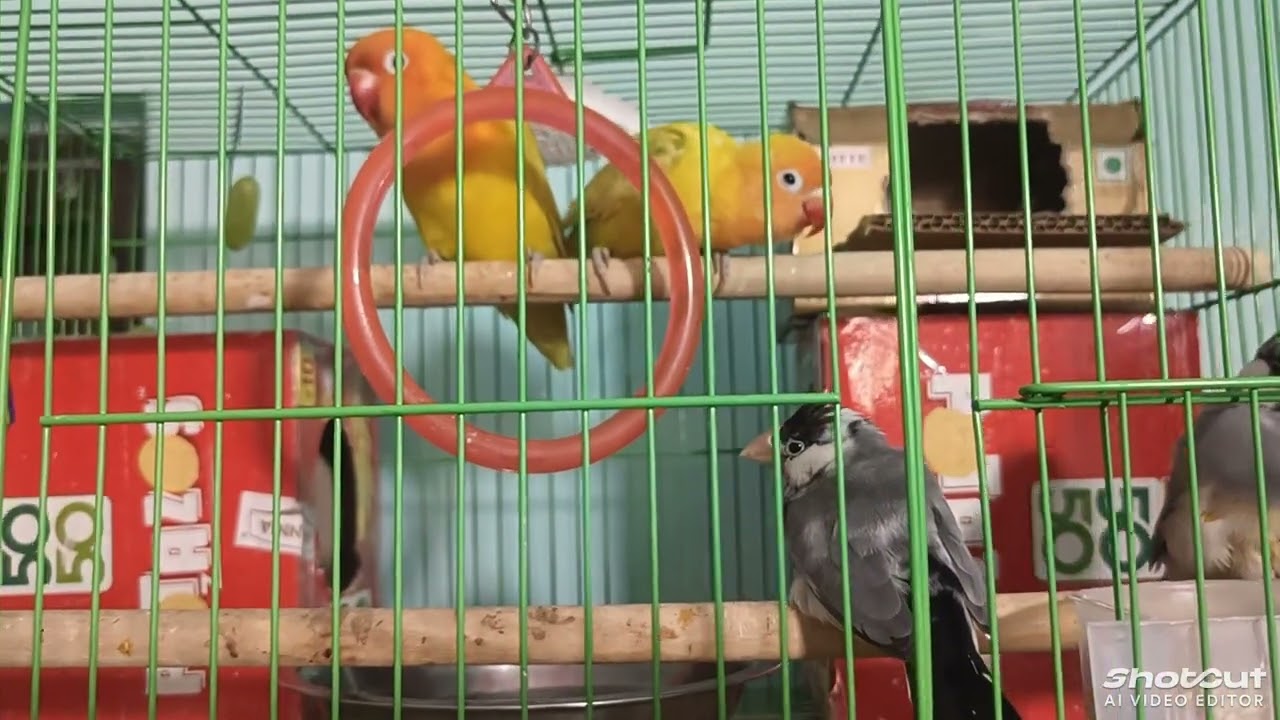 My birds