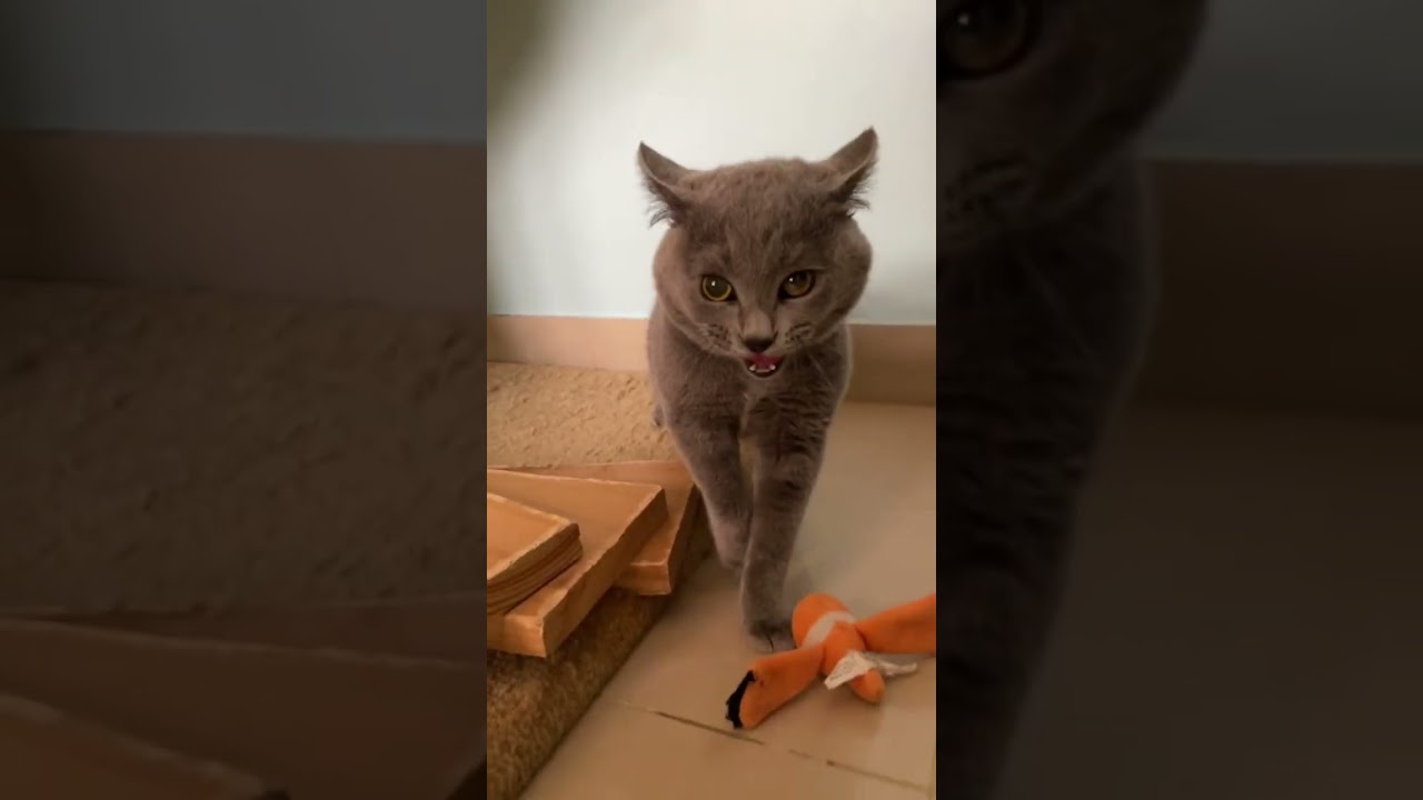 Try Not To Laugh Challenge: Funniest Cats of 2026
