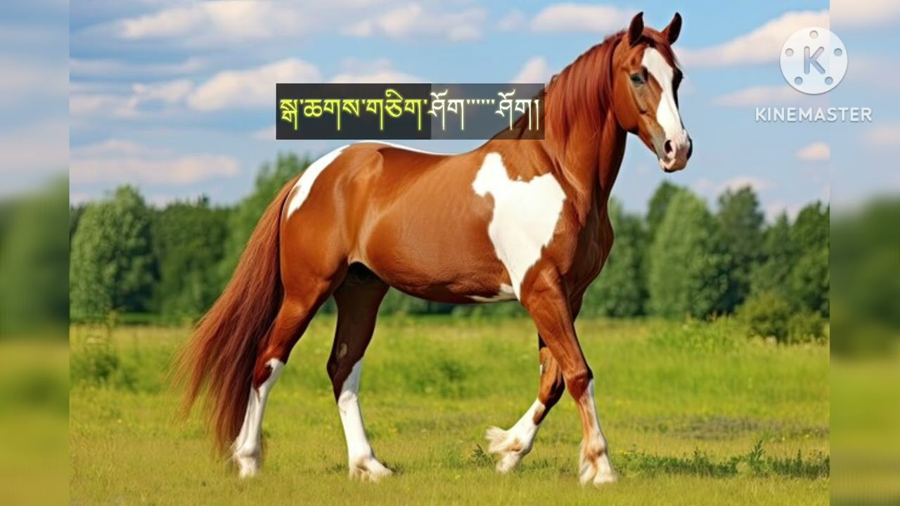 Tapo Chi Sho Sho( Boedra)Without Vocal by Sonam Peldon and Tangpa Tshering Phuntsho