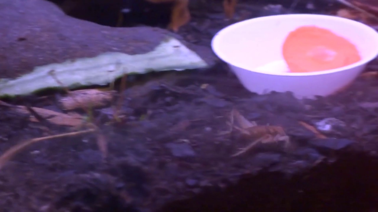 AwA Cricket (Gryllida) laying eggs with her Ovipositor