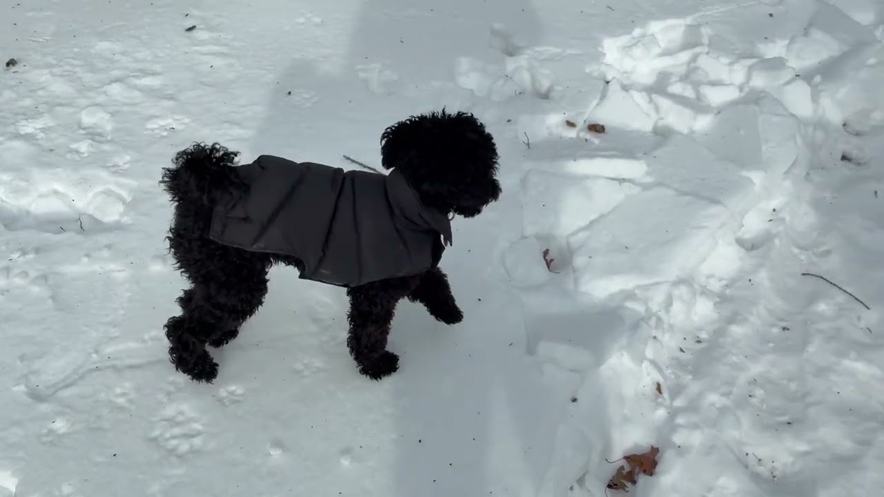 Winter Party:  Toby, Daisy, Rocky, & Rocky