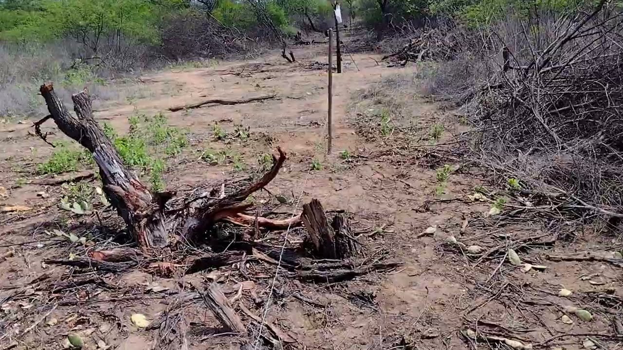 veja como fazer uma cerca bem alinhado e bem seguro. vida na roça