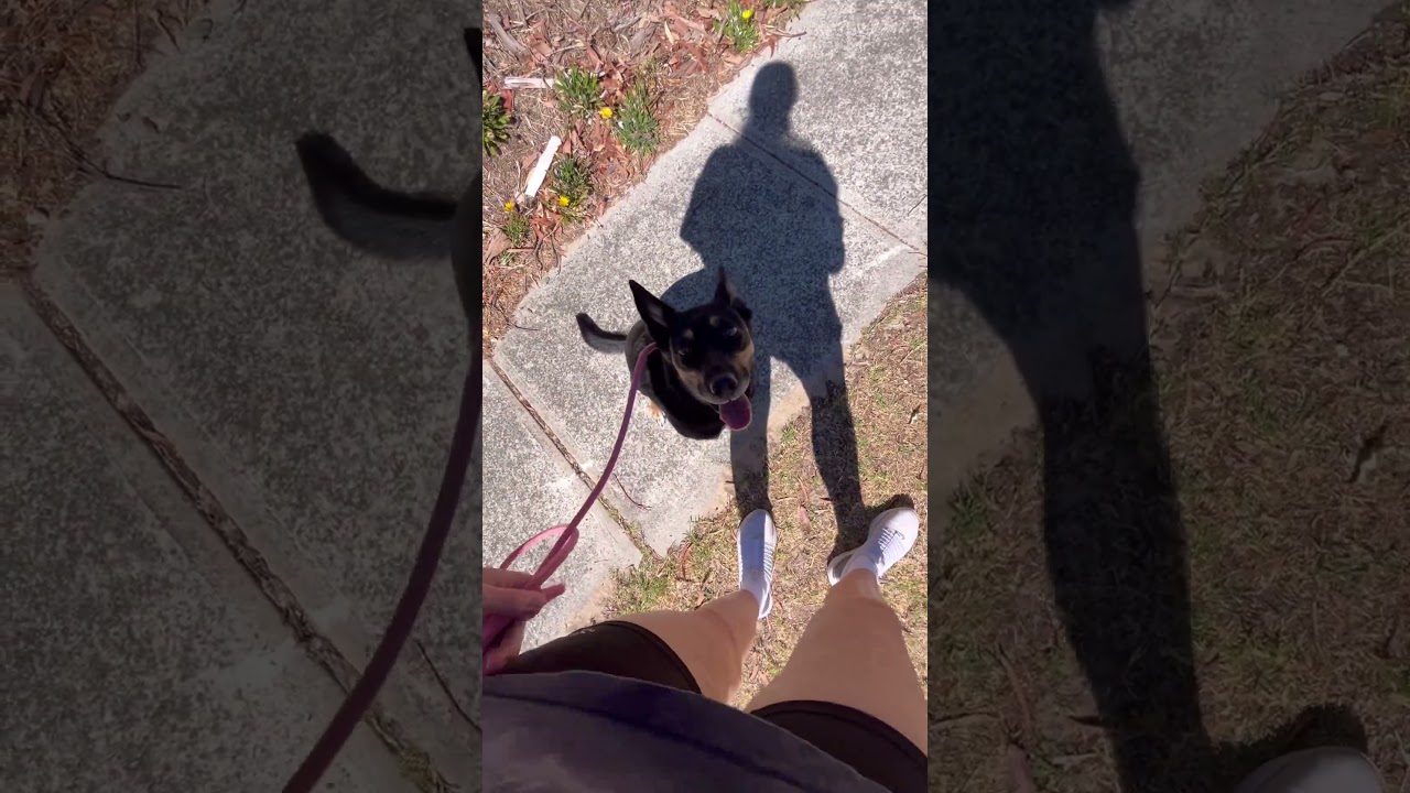 How to Build Focus Around Other Dogs! 