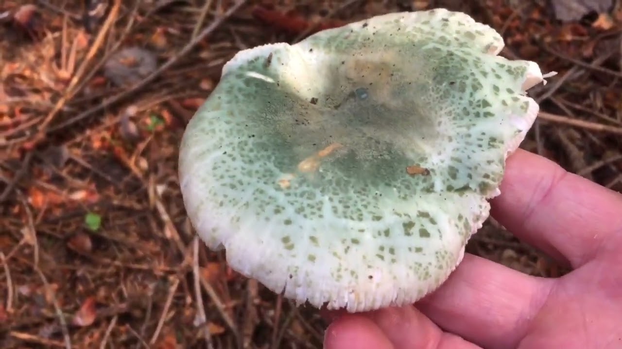 Russula virescens- Golubača- Greencracked Brittlegill- Gr&uuml;ngefelderte T&auml;ubling