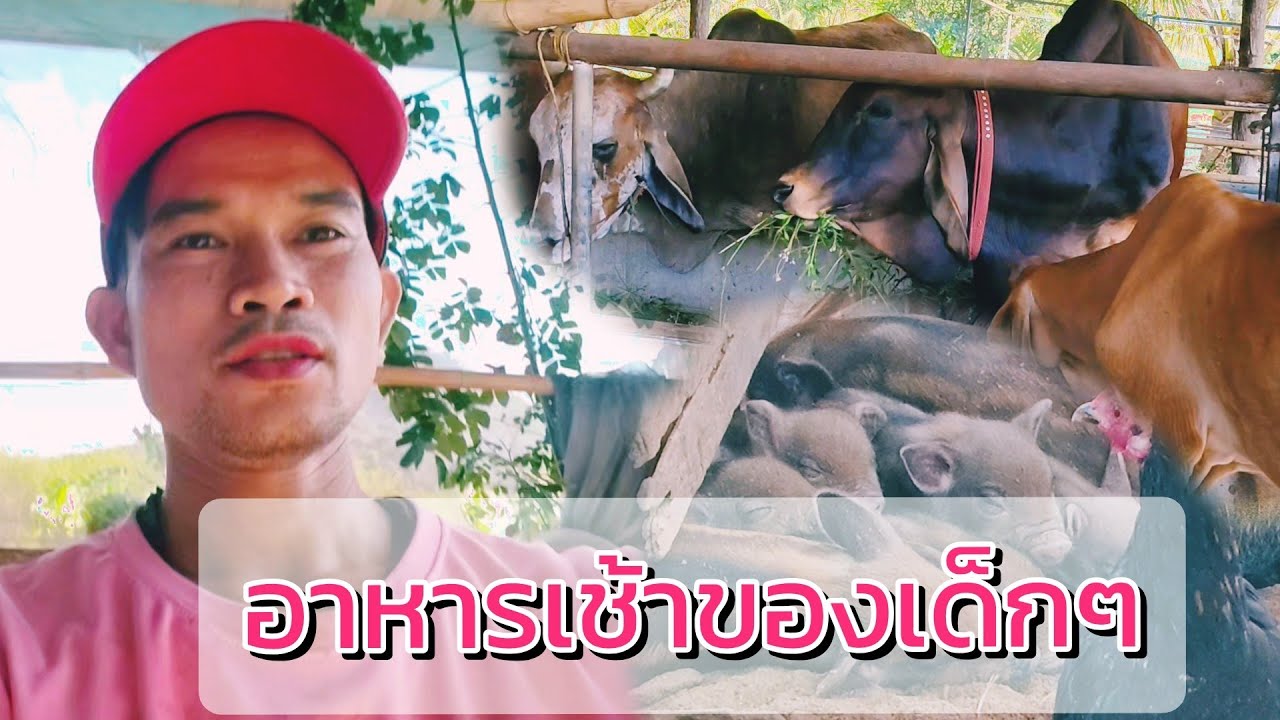อาหารเช้าของเด็กๆ