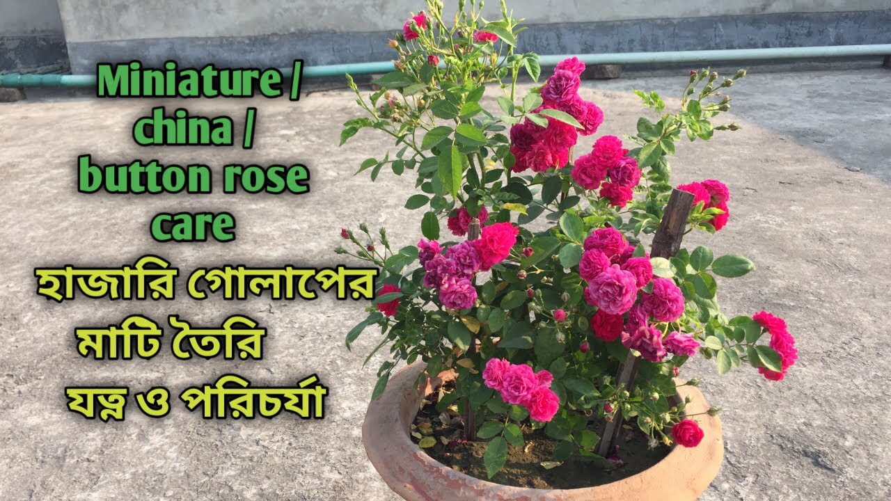 হাজারি/চায়না গোলাপ গাছে কি খাবার দিলে দ্রুত বড় হবে? Miniature /china /button /hazari rose care.