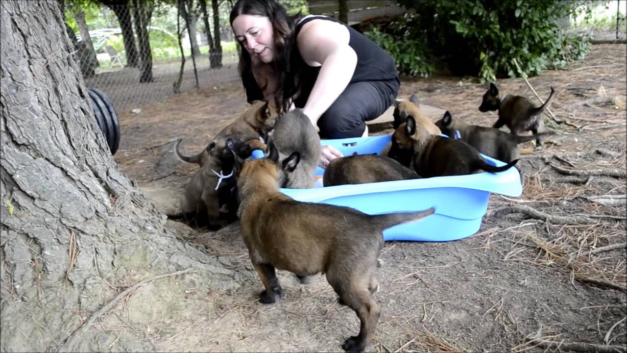 Chiots Berger Malinois âgés de 40 jours - Elevage Gaia Vlka