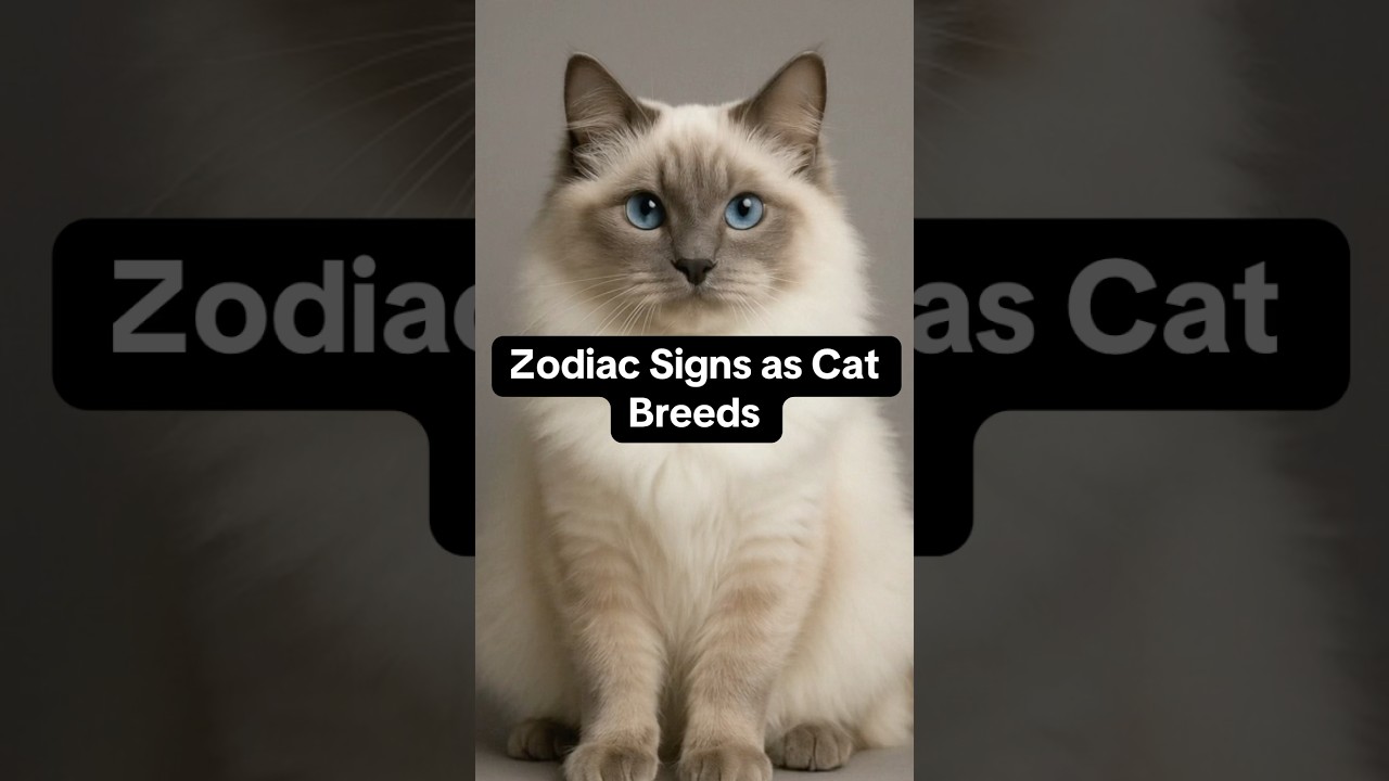 Zodiac Signs as Cat Breeds! #astrology #zodiac #cat