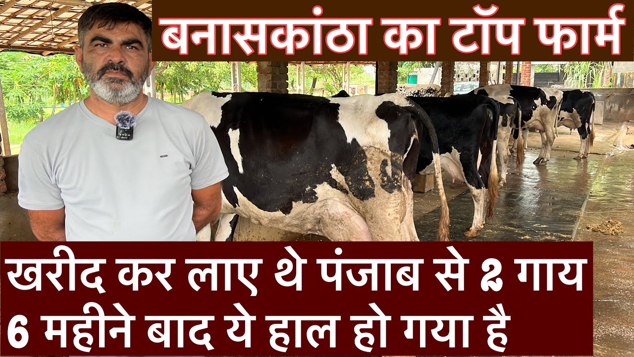 Купил 2 коровы из Пенджаба, вот их состояние через 6 месяцев #короваПанджаба #телкиПанджаба #бизн...