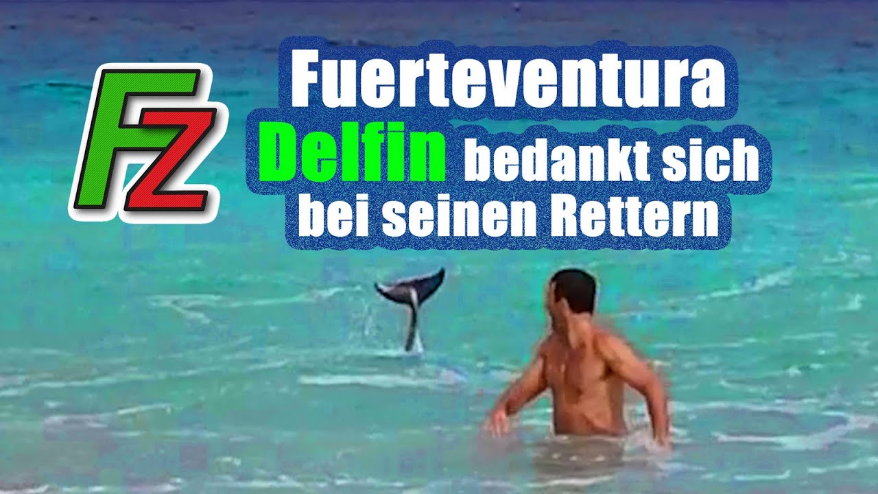 Fuerteventura: Delfin bedankt sich für seine Rettung