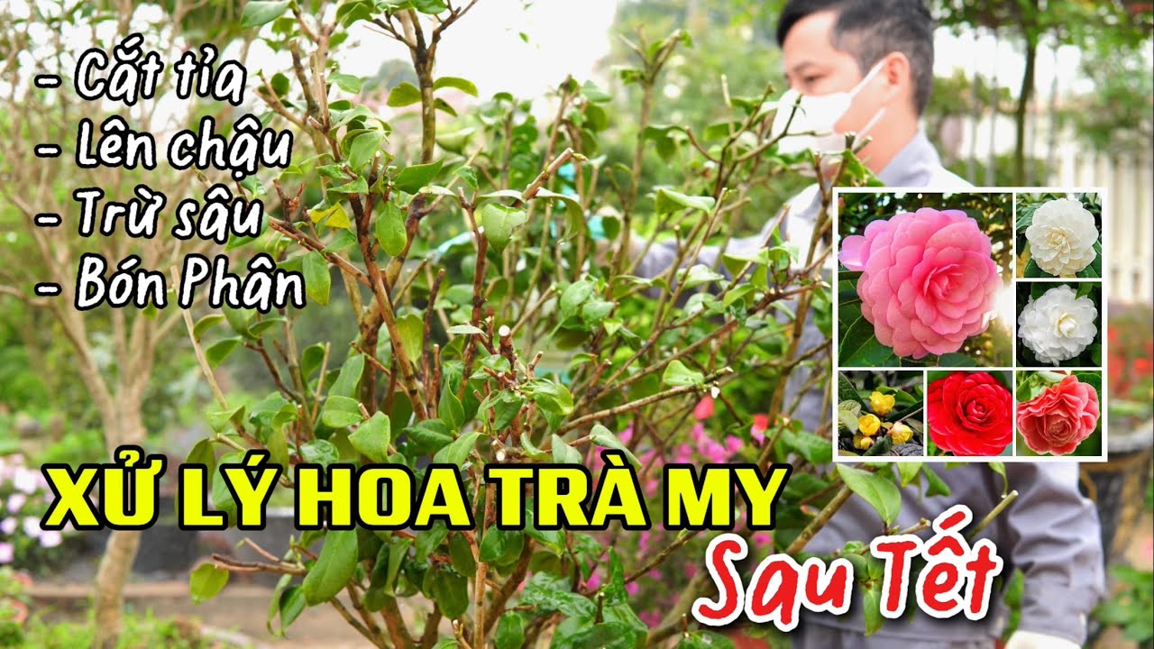 Xử lý cây Trà My khi tàn hoa sau Tết âm