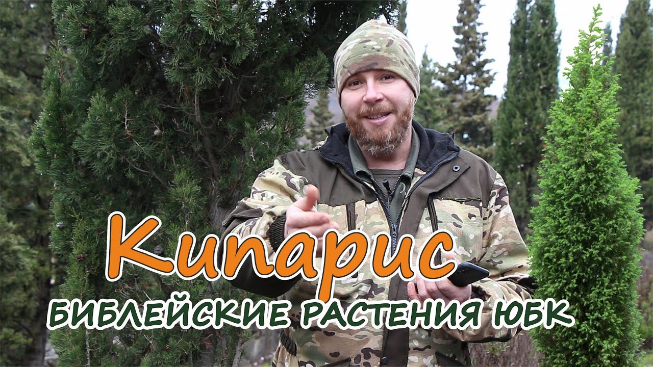 О крымских растениях в Библии |  #КИПАРИС  |