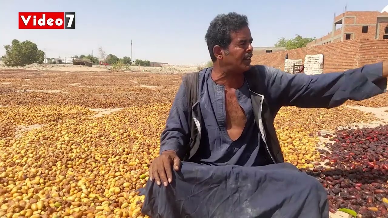 موسم تجفيف التمور ما بين التجارة الرابحة وآثار التغير المناخى.. وماذا فعل الفلاحون لتجفيفه؟