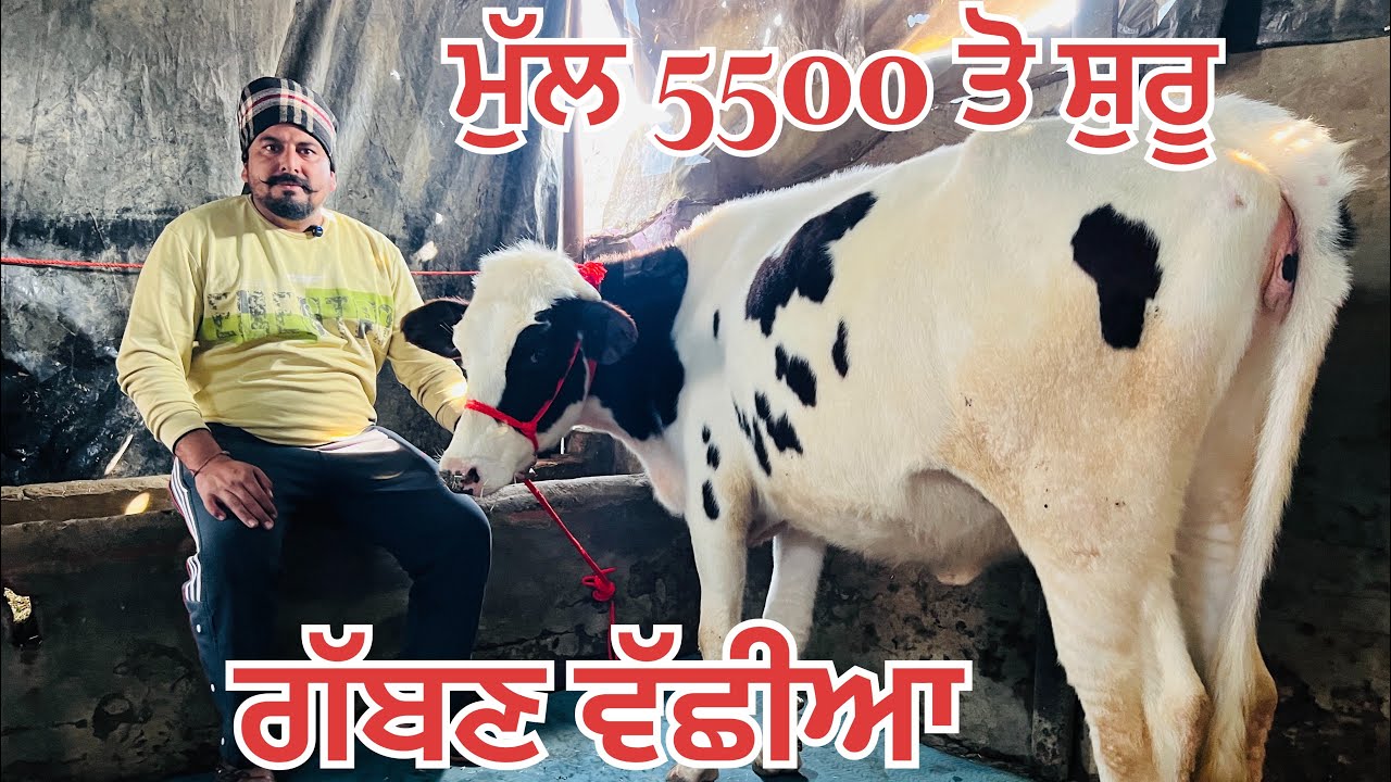 ਮੁੱਲ -5500 ਤੋਂ ਸ਼ੁਰੂ 🔥ਗੱਬਣ ਪਾਸ ਵੱਛੀਆਂ-7 heifer for sale 