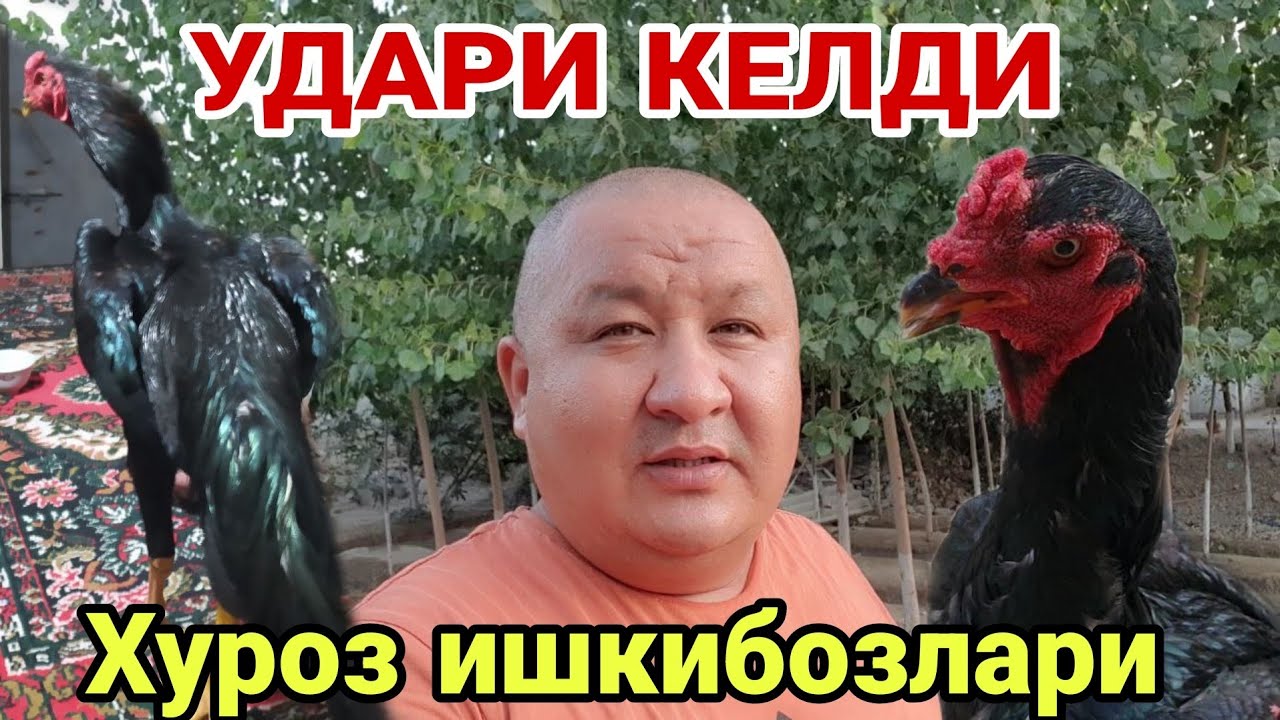 ХУРОЗ ИШКИБОЗЛАРИГА БЛОГЕР ХОНАДОНИДАГИ ТОЗАЛАРИДАН (ОХУНОВ ТВ)