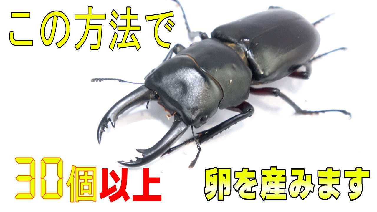 産卵が難しいといわれるアカアシクワガタを爆産させる方法【クワガタ飼育】