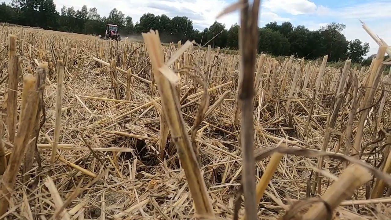 Żniwa- Claas Tucano 420 & Bizon (na dwóch polach) | talerzowanie pod rzepak