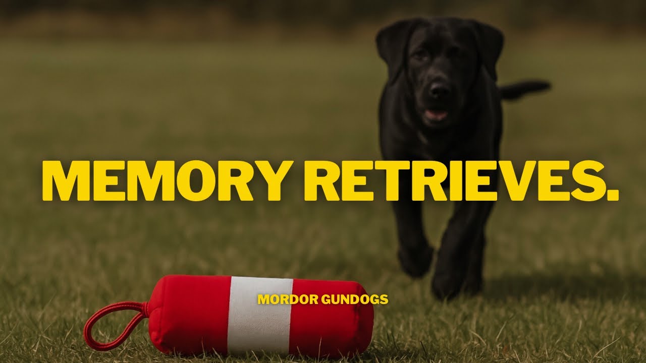 How To Introduce Your Dog To Memory Retrieves
