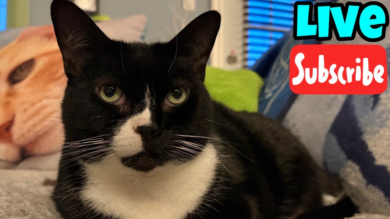 Tuesday Fluff - Live Stream
