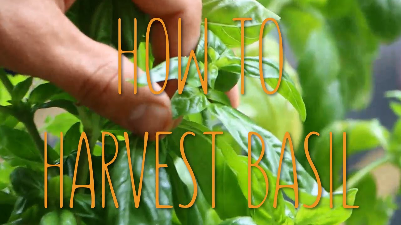 How To Harvest Basil