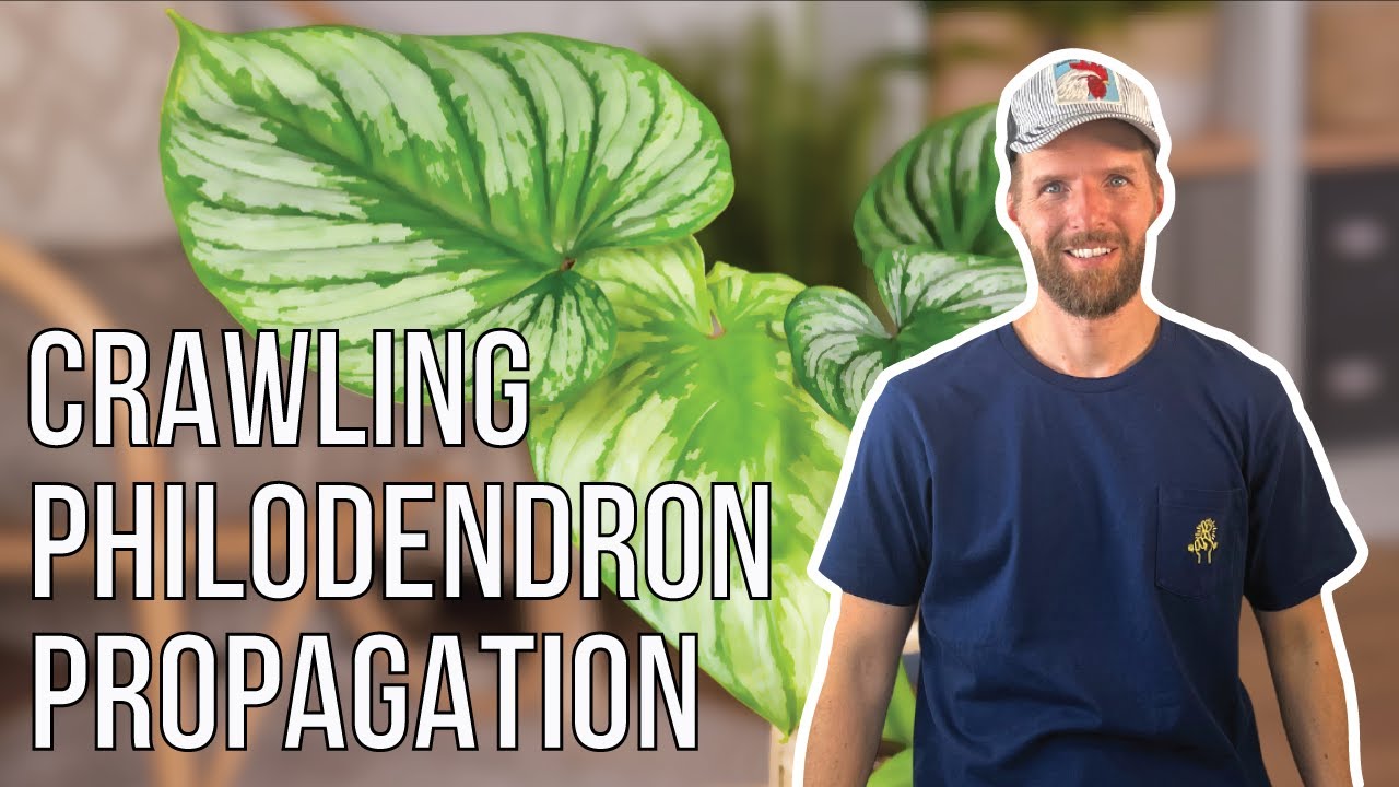 How to Propagate Crawling Philodendron - The Definitive Guide