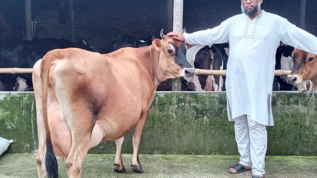 জার্সি গরু সেরা কালেকশন,মনোয়ারা ডেইরীতে যোগাযোগ:মিঠু 01875301819