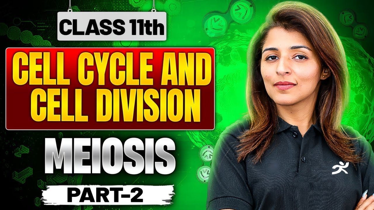 🧬Cell Cycle and Cell Division: Meiosis Explained || Part 2 || Class 11 Biology || Tina Ma'am