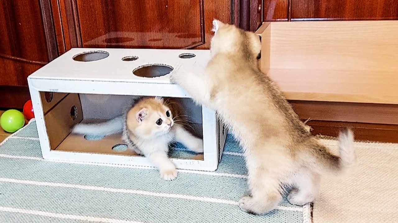 Котятам отдыхать некогда.
