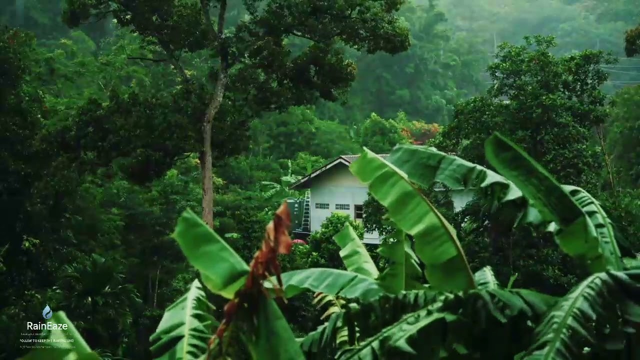 Cozy Rain Sound in the Forest to hel you Relax