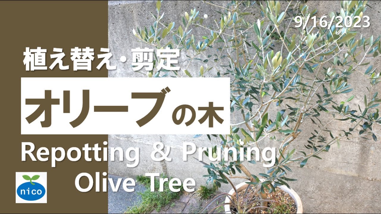 オリーブを育てる｜植え替え・剪定｜Repotting & Pruning Olive Tree