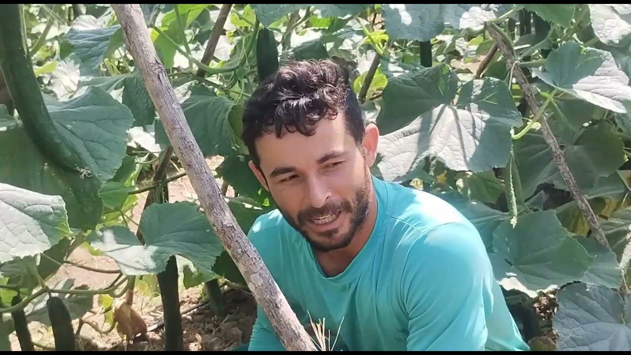 Resultado da recuperação da nossa roça de pepino