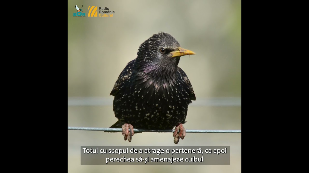 Graur / Minutul de natură / Orașul vorbește la RRC