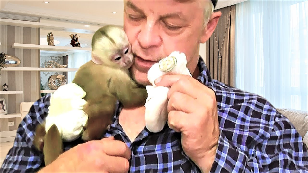 Baby Monkey Meets her New Baby Rattle!  Will She Like it?
