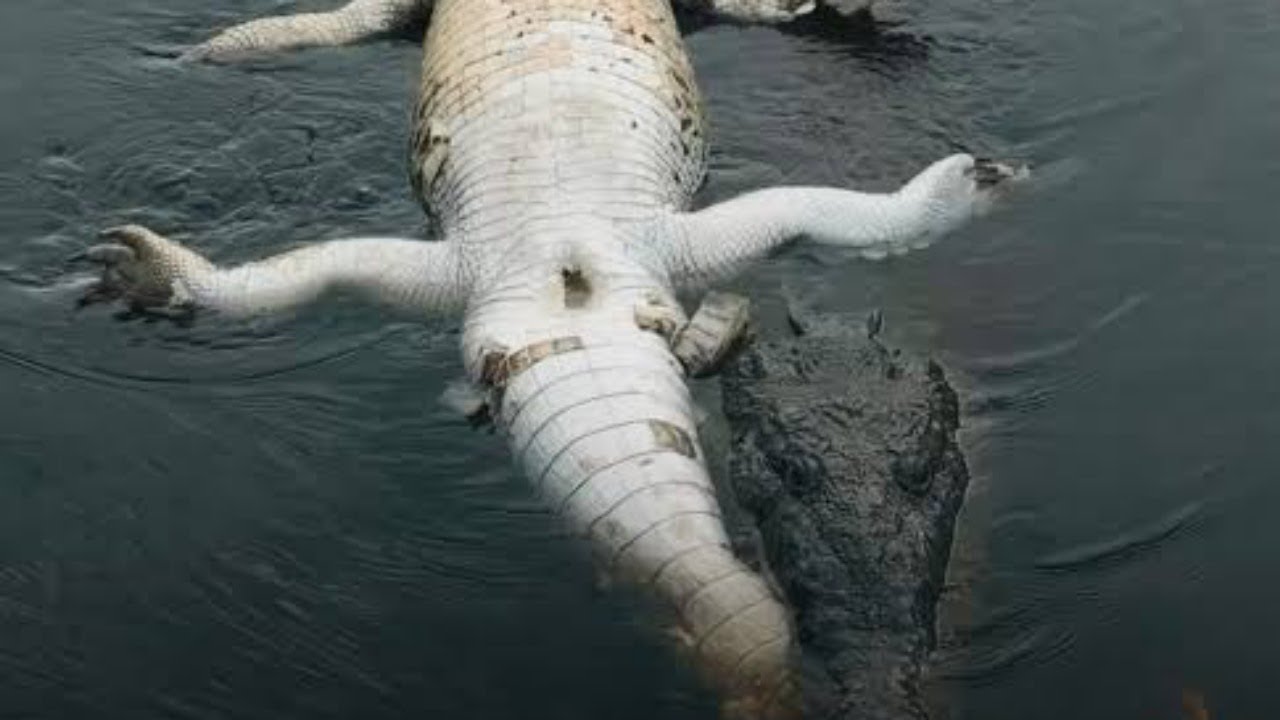 Caçada de crocodilo com bate bucha