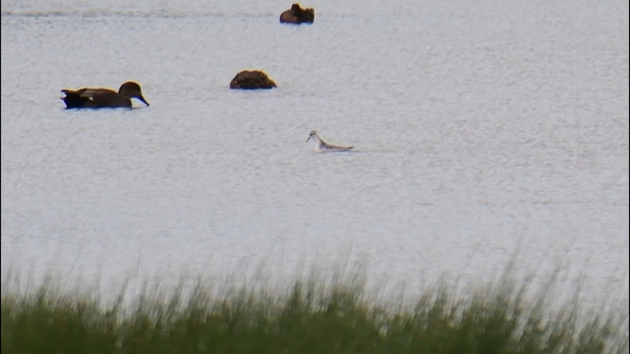 Grey Phalarope WWT Slimbridge, 19/09/2025