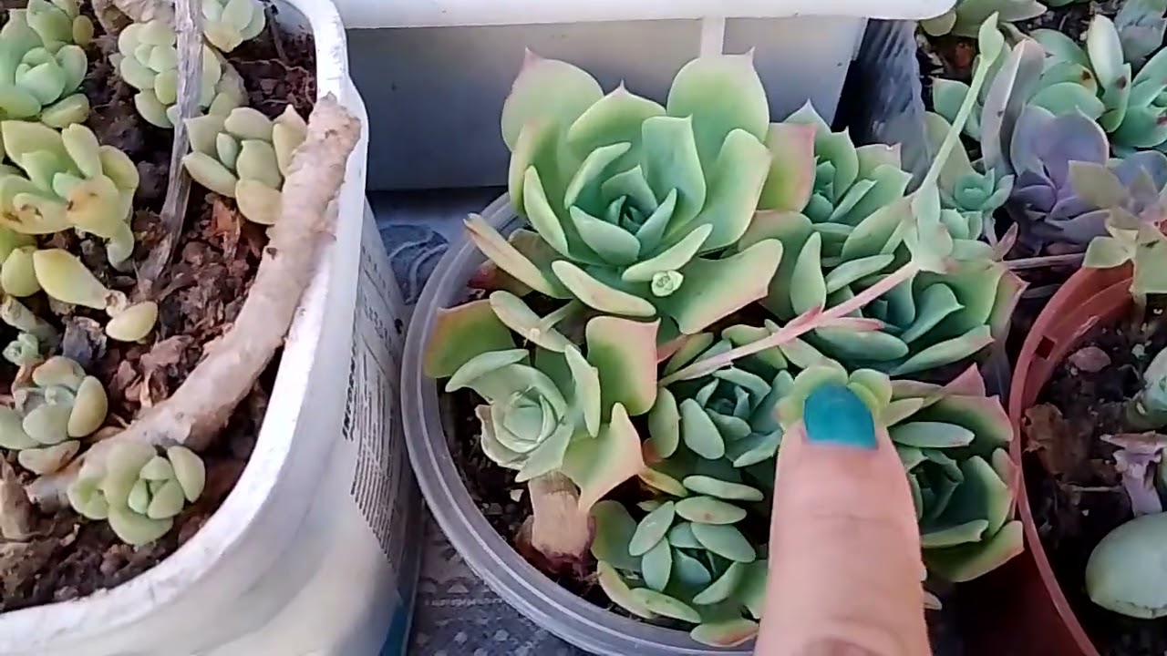 Dicas de cultivo 💕🌺#suculentas #plantas #flores #arranjofloral #jardim #jardinagem #dicas 