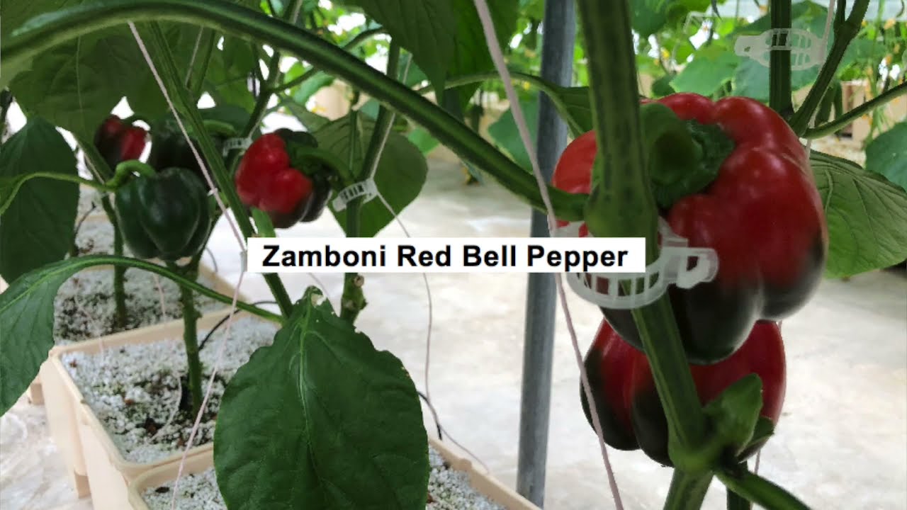 Greenhouse Bell Peppers