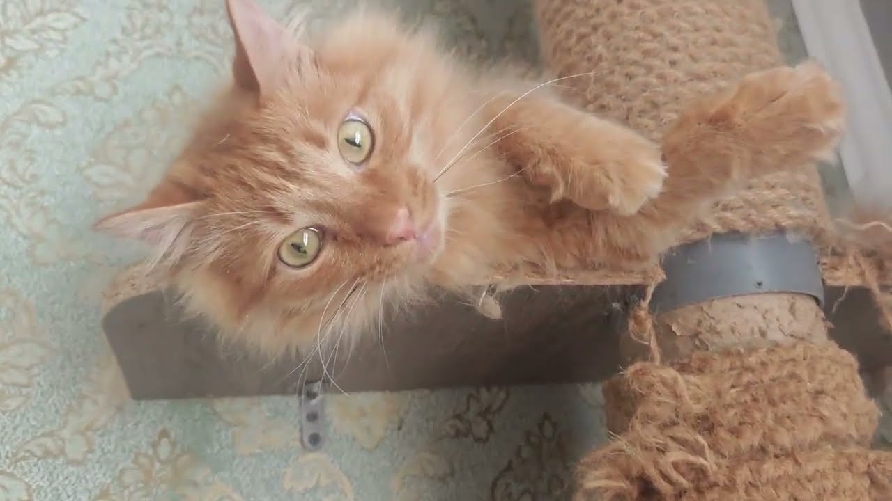 Осторожно злые коты и опасные сосульки!
