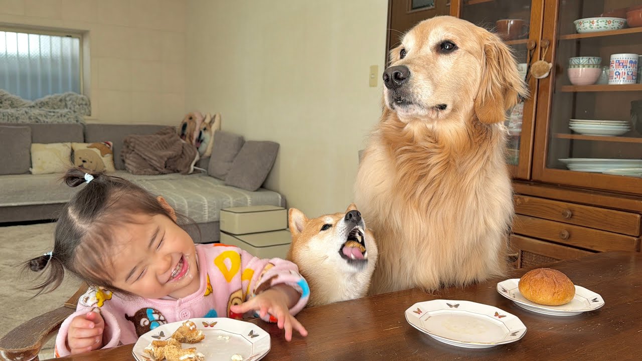 まるで人間の兄妹のように仲良く椅子に座り食事をする豆柴とゴールデンレトリバーと1歳児