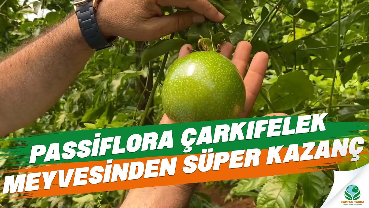 Passiflora Çarkıfelek Meyvesinden Süper Kazanç