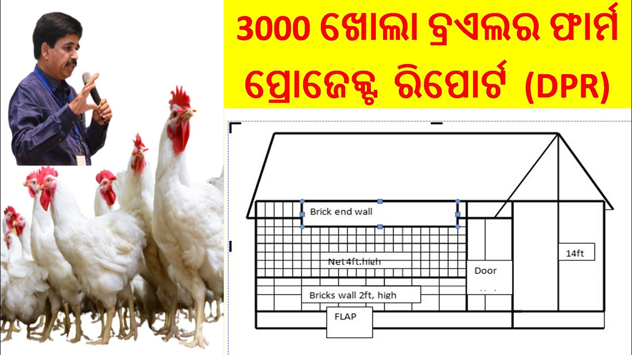 3000 ବ୍ରଏଲର କୁକୁଡ଼ା ପ୍ରକଳ୍ପ ରିପୋର୍ଟ  3000 open broiler poultry farm  project report.