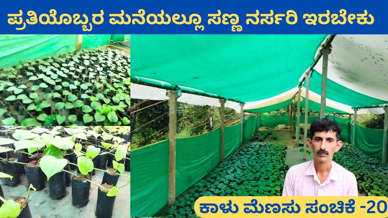 ಕಡಿಮೆ ಖರ್ಚಿನಲ್ಲಿ ಸೆಮಿ ಪಾಲಿಹೌಸ್‼️ಈ ವಿಧಾನದಲ್ಲಿ ರೋಗ ರಹಿತ ಕಾಳು ಮೆಣಸು ಗಿಡ ಮಾಡುವುದು ಸುಲಭ ⁉️ ಸುಬ್ರಾಯ ಭಟ್ 