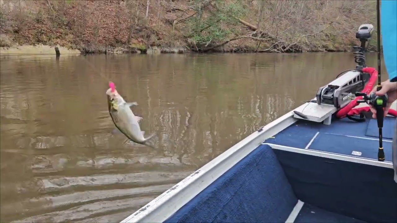 Nottoway river shad 